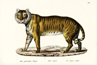 Königstiger, 1824